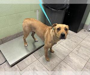 American Staffordshire Terrier-Unknown Mix Dogs for adoption in Grand Prairie, TX, USA