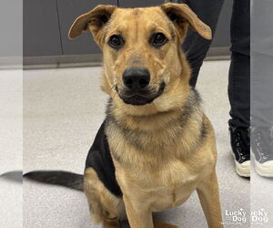 German Shepherd Dog-Unknown Mix Dogs for adoption in Washington, DC, USA