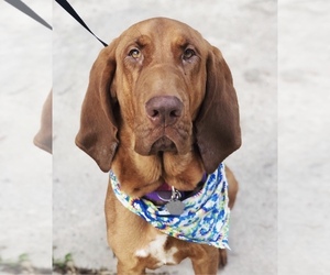 Bloodhound-Unknown Mix Dogs for adoption in Silver Spring, MD, USA