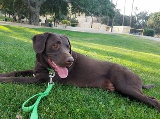 Labrador Retriever Dogs for adoption in Los Angeles, CA, USA