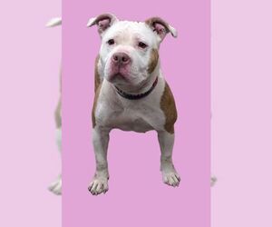 Mutt Dogs for adoption in Martinsburg, WV, USA