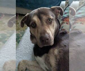 Retriever -Unknown Mix Dogs for adoption in Woodbury, NY, USA