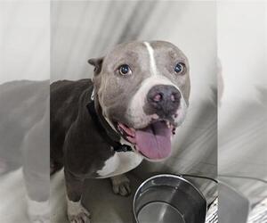 Mutt Dogs for adoption in Bakersfield, CA, USA