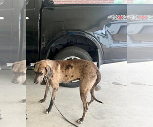 Great Dane Dogs for adoption in Bullard, TX, USA