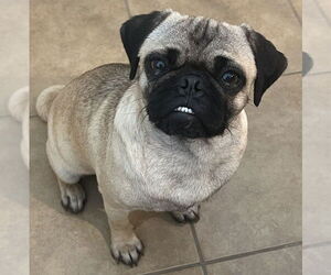 Pug Dogs for adoption in San Antonio, TX, USA