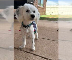 Maltese-Unknown Mix Dogs for adoption in Grafton, WI, USA