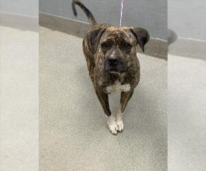 American Pit Bull Terrier-Unknown Mix Dogs for adoption in Las Vegas, NV, USA
