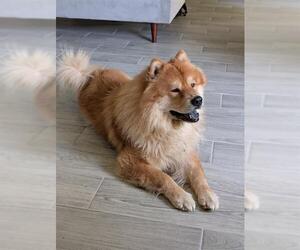 Chow Chow-Unknown Mix Dogs for adoption in San Antonio, TX, USA