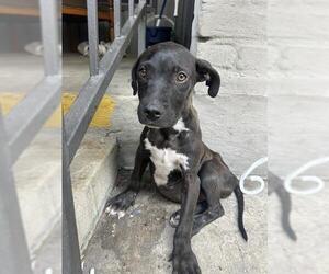 Mutt Dogs for adoption in San Antonio, TX, USA