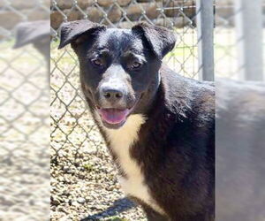 Great Pyrenees-Unknown Mix Dogs for adoption in Estherville, IA, USA