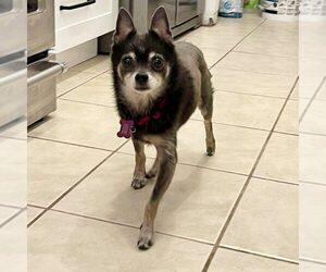 Chihuahua-Unknown Mix Dogs for adoption in Spring Lake, NC, USA