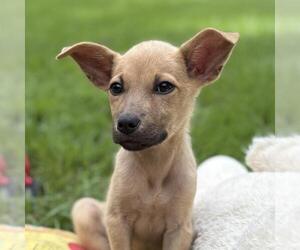 Mutt Dogs for adoption in Yardley, PA, USA