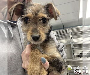 Mutt Dogs for adoption in Washington, DC, USA