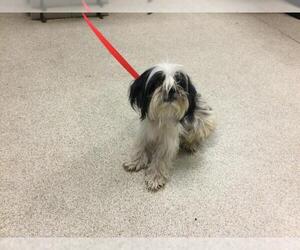 Mutt Dogs for adoption in Riverside, CA, USA