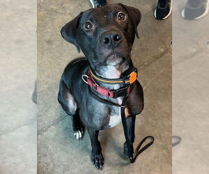 Labrador Retriever-Unknown Mix Dogs for adoption in Tavares, FL, USA