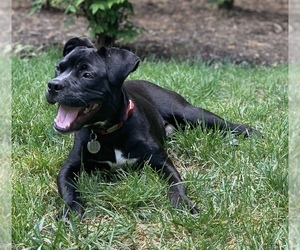 Free-Lance Bulldog Dogs for adoption in Fredericksburg, VA, USA