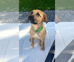 Labrador Retriever-Unknown Mix Dogs for adoption in Royal Palm Beach, FL, USA