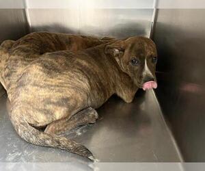 American Pit Bull Terrier-Unknown Mix Dogs for adoption in Oklahoma City, OK, USA