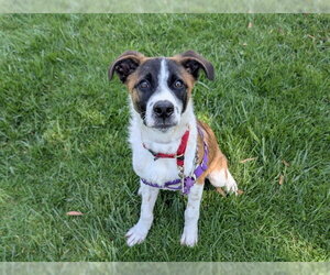 Saint Bernard-Unknown Mix Dogs for adoption in San Clemente, CA, USA