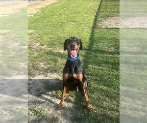 Doberman Pinscher Dogs for adoption in Riverside, CA, USA