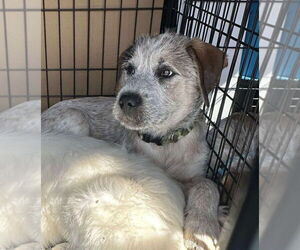 Labrador Retriever-Unknown Mix Dogs for adoption in Palatine/Kildeer/Buffalo grove, IL, USA