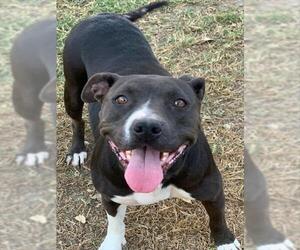 American Pit Bull Terrier Dogs for adoption in Riverside, CA, USA