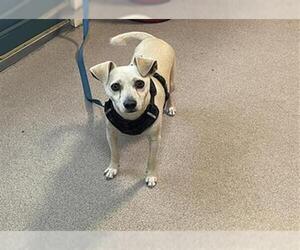 Chihuahua Dogs for adoption in Pasadena, CA, USA