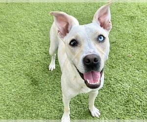 Labrador Retriever-Unknown Mix Dogs for adoption in Raleigh, NC, USA