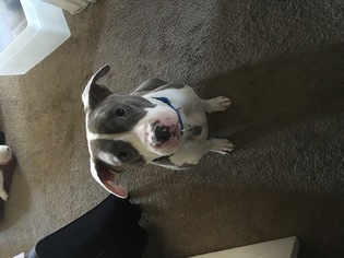 Small Bullypit