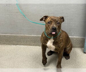 American Pit Bull Terrier-Unknown Mix Dogs for adoption in Las Vegas, NV, USA