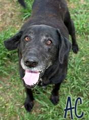 Labrador Retriever-Unknown Mix Dogs for adoption in Livingston , LA, USA