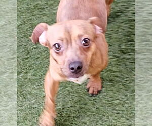 Chihuahua-Unknown Mix Dogs for adoption in Oakland Park, FL, USA