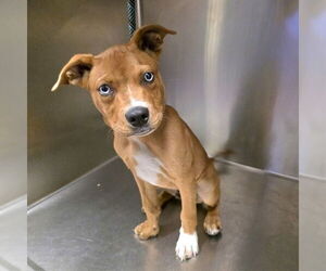 American Pit Bull Terrier Dogs for adoption in Long Beach, CA, USA