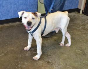 American Bulldog Dogs for adoption in Rockwall, TX, USA