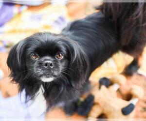 Lhasa Apso Dogs for adoption in Chattanooga, TN, USA