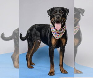 Rottweiler Dogs for adoption in Hillsboro, NH, USA