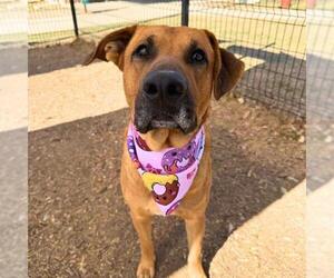 American Staffordshire Terrier-Unknown Mix Dogs for adoption in San Antonio, TX, USA