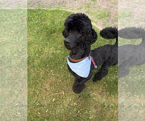 Poodle (Standard) Dogs for adoption in Techny, IL, USA