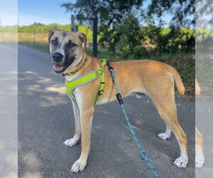 Mutt Dogs for adoption in oakland, FL, USA