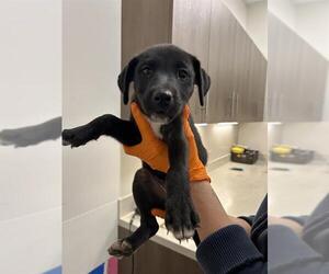 Labrador Retriever Dogs for adoption in Baytown, TX, USA