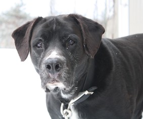 Mastador Dogs for adoption in Menominee, MI, USA