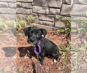 Mutt Dogs for adoption in Sterling, MA, USA