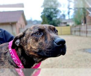 Plott Hound Dogs for adoption in Warwick, RI, USA