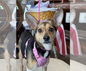 Chihuahua-Unknown Mix Dogs for adoption in Mundelein, IL, USA