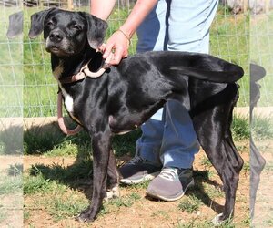 Boxador Dogs for adoption in Lovingston, VA, USA