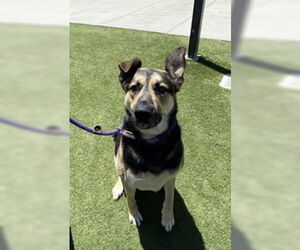 German Shepherd Dog Dogs for adoption in Salinas, CA, USA
