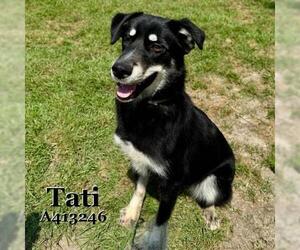 Australian Kelpie-Siberian Husky Mix Dogs for adoption in Conroe, TX, USA