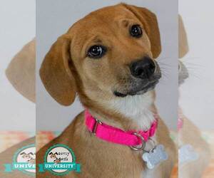 Mutt Dogs for adoption in Kennesaw, GA, USA