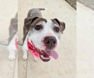American Pit Bull Terrier Dogs for adoption in Charlotte, NC, USA