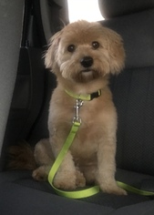 Lhasa Apso-Unknown Mix Dogs for adoption in Abilene, TX, USA